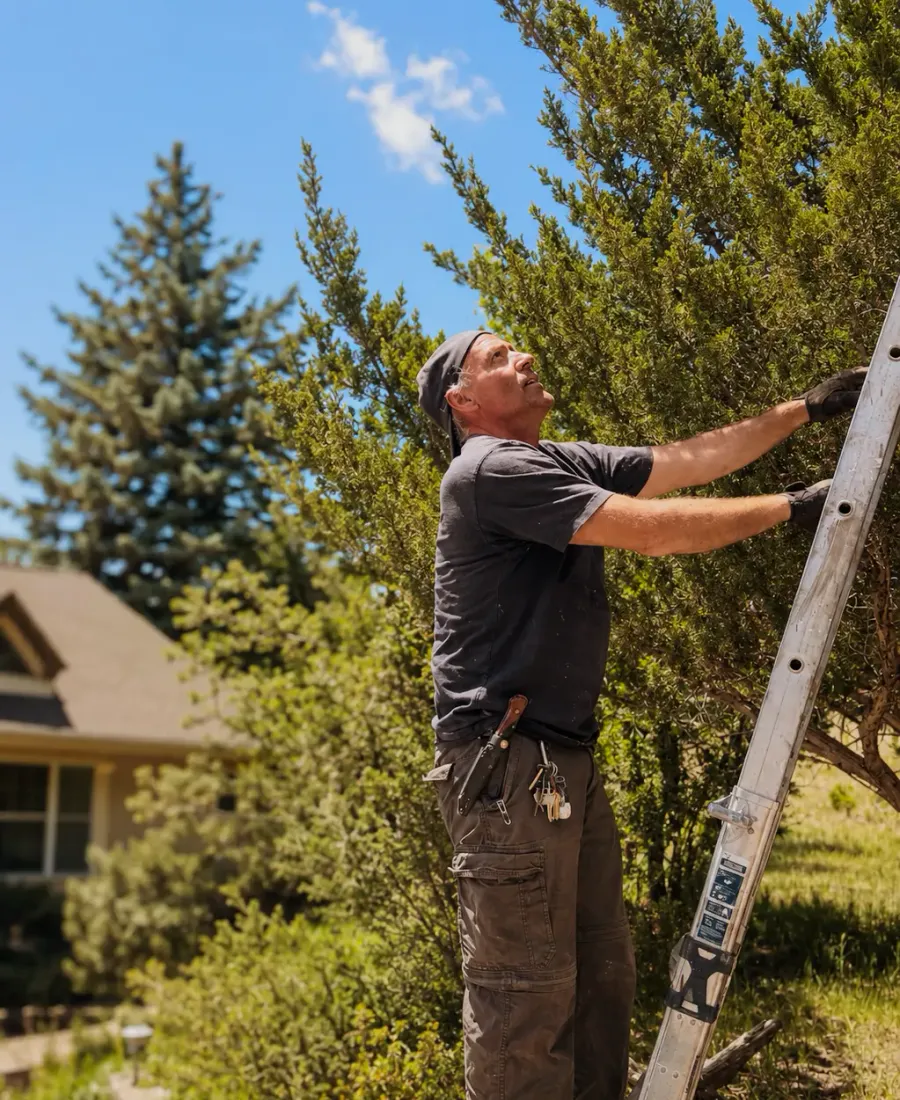 HoneyDo craftsman on a ladder trimming trees